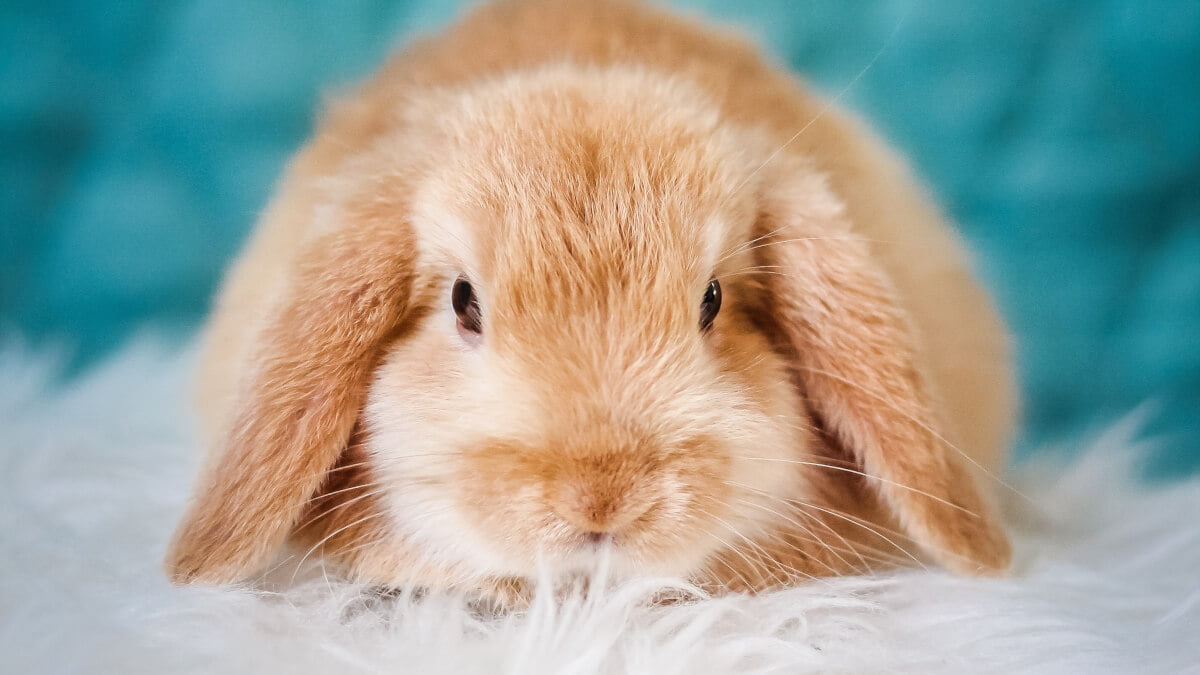 Allt om att ha smådjur som husdjur