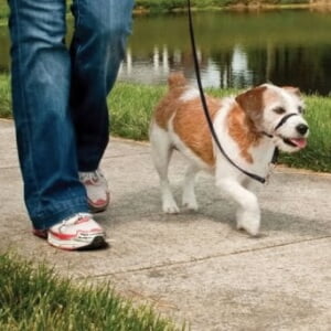 Petsafe Easy Walk Nosgrimma