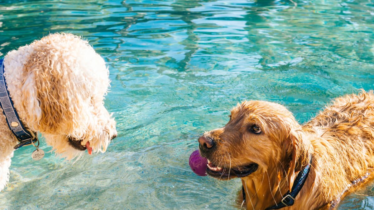 Sommarfaror för din hund