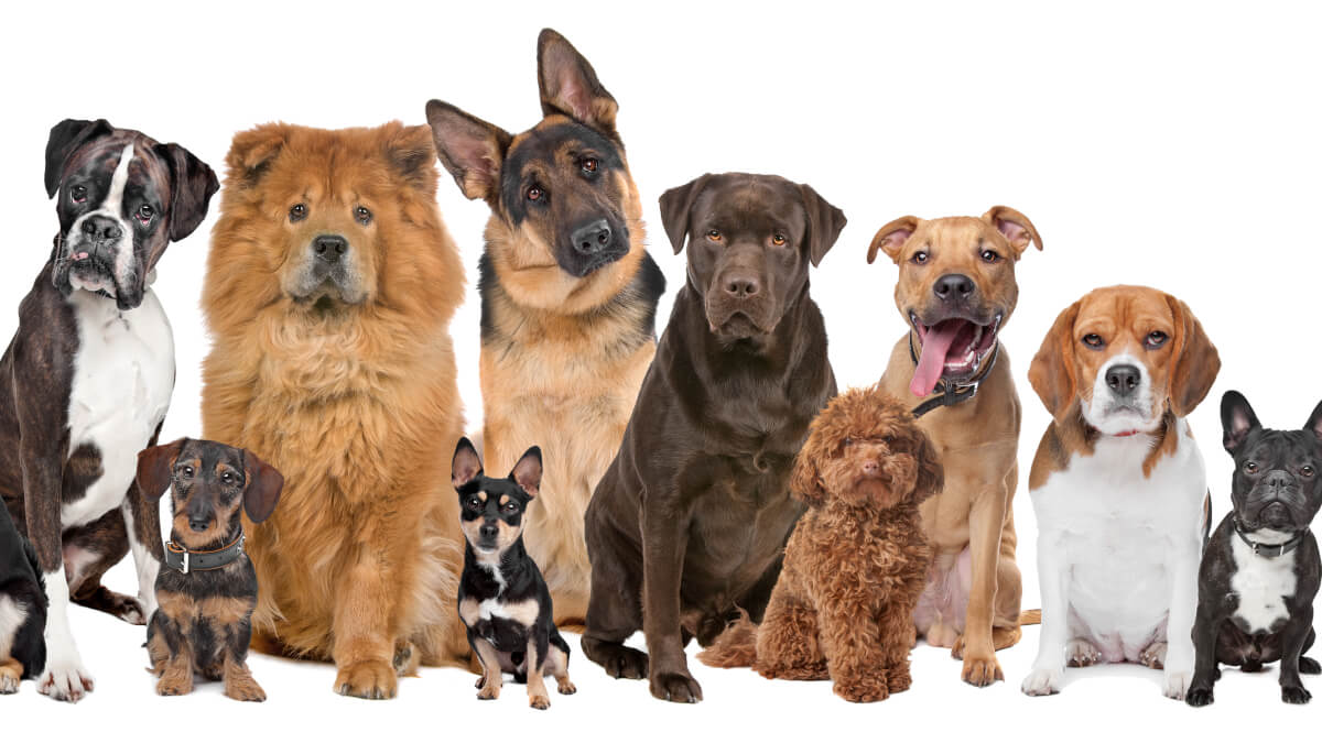 Välj rätt hundras efter din personlighet