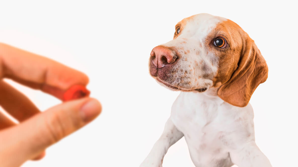 Bästa probiotika hund